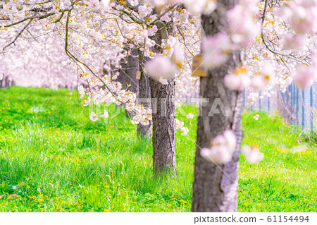 Chikuma River Sakuratsutsumi Yaezakura Cherry Trees [Nagano Prefecture] 61154494