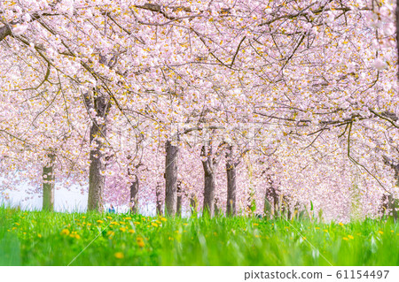 Chikuma River Sakuratsutsumi Yaezakura Cherry Trees [Nagano Prefecture] 61154497