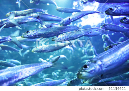 Flock of sardines 61154621