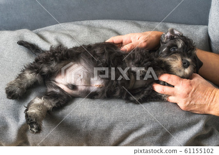 frightened puppy lies after an operation to remove 61155102
