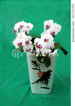 Vase of White Orchid Flowers 61155161