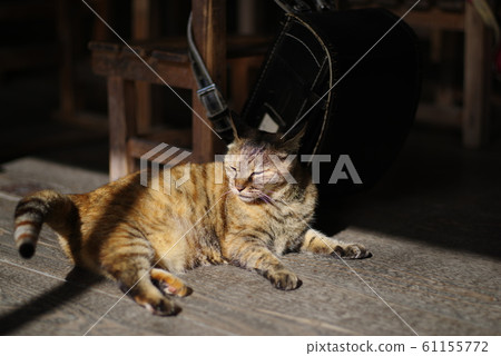 貓在陽光下 61155772