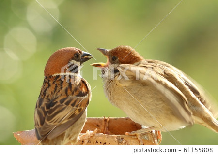 麻雀雛鳥和親鳥 61155808