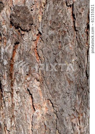 Black pine Black pine 61155821