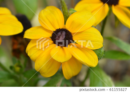 Black-eyed Susan Black-eyed Susan 61155827
