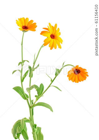 bouquet of orange Calendula flowers Isolated on white background . bouquet of orange Calendula flowers Isolated on white background . 61156410