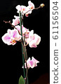 beautiful orchid blooming 61156504