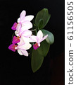 beautiful orchid blooming 61156505