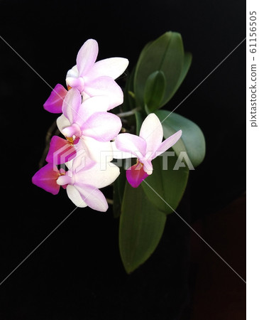 beautiful orchid blooming beautiful orchid blooming 61156505