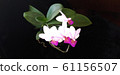 beautiful orchid blooming 61156507
