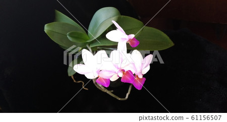 beautiful orchid blooming beautiful orchid blooming 61156507
