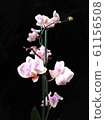 beautiful orchid blooming 61156508