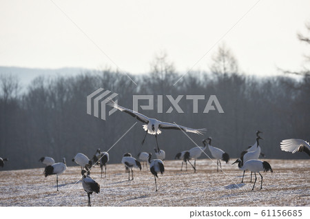 A flock of red-crowned cranes flying to the feeding area (Tsurui, Hokkaido) 61156685