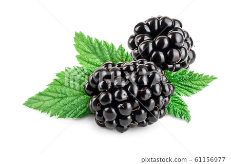 blackberry with leaf isolated on a white background closeup blackberry with leaf isolated on a white background closeup 61156977