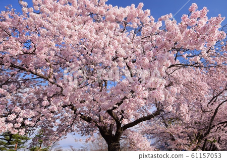 Cherry tree in full bloom Cherry tree in full bloom 61157053