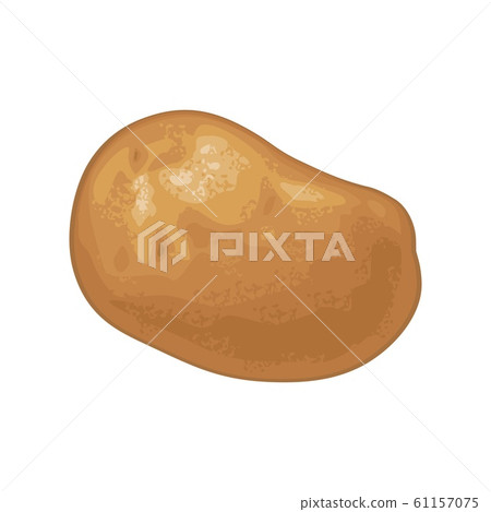 Potato root whole. Vector flat color illustration. - Stock Illustration ...