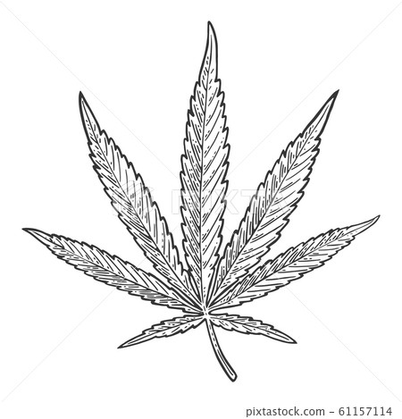 Marijuana leaf. Vintage black vector engraving 61157114