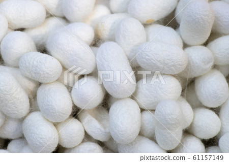Group of silkworm in white cocoon stage background 61157149