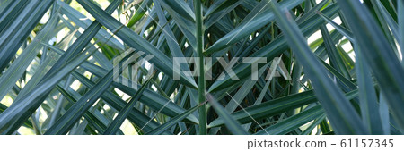 Tropical leaves, summer conept, green background. 61157345