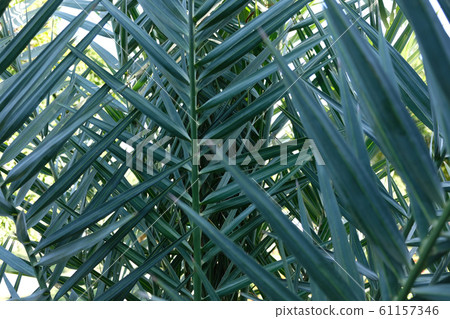 Tropical leaves, summer conept, green background. Tropical leaves, summer conept, green background. 61157346