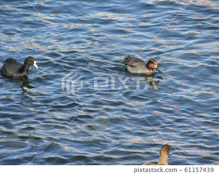 Winter migratory birds duck and coot at Hanami River estuary 61157439