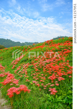 to木縣美澤群集孤挺花公園 to木縣美澤群集孤挺花公園 61157951