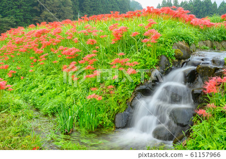 to木縣美澤群集孤挺花公園 61157966