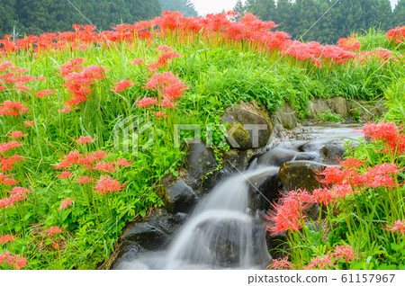 Cluster amaryllis, minosawa cluster amaryllis park, tochigi prefecture, 61157967