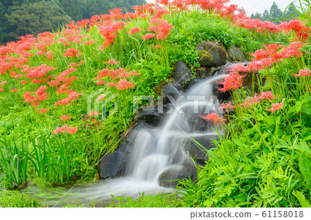 Cluster amaryllis, minosawa cluster amaryllis park, tochigi prefecture, Cluster amaryllis, minosawa cluster amaryllis park, tochigi prefecture, 61158018