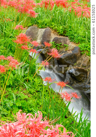 Cluster amaryllis, minosawa cluster amaryllis park, tochigi prefecture, 61158025