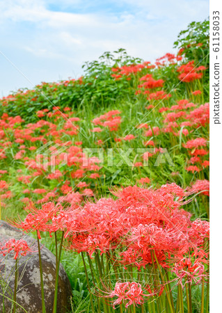 Cluster amaryllis, minosawa cluster amaryllis park, tochigi prefecture, Cluster amaryllis, minosawa cluster amaryllis park, tochigi prefecture, 61158033