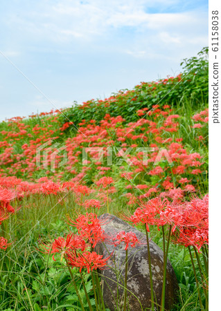 Cluster amaryllis, minosawa cluster amaryllis park, tochigi prefecture, 61158038