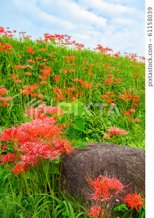Cluster amaryllis, minosawa cluster amaryllis park, tochigi prefecture, Cluster amaryllis, minosawa cluster amaryllis park, tochigi prefecture, 61158039