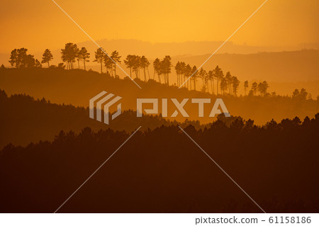 Amazing hills at sunset with trees in a row on top 61158186