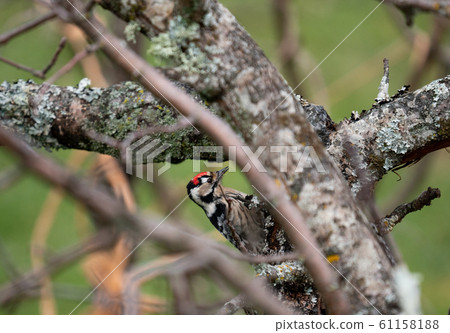 Woodpecker picidae closeup profile view over trunk 61158188