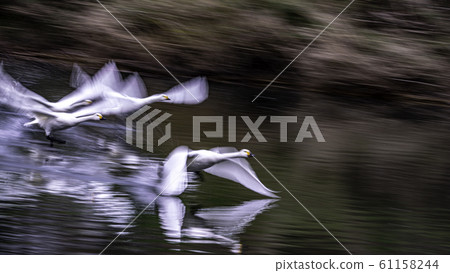 Swan swan Swan swan 61158244