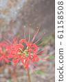 群集孤挺花 61158508