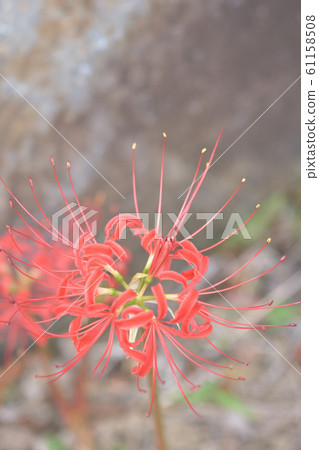 群集孤挺花 61158508