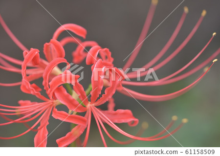 群集孤挺花 61158509