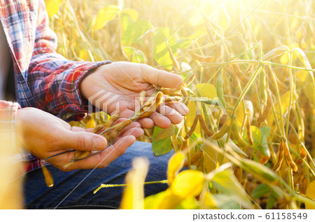 Harvest ready soy pods in farmer hands on field 61158549