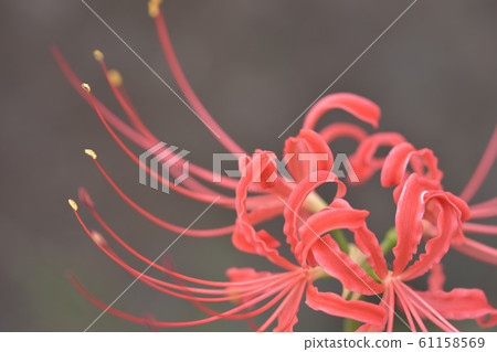 群集孤挺花 61158569