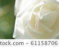 白玫瑰 61158706