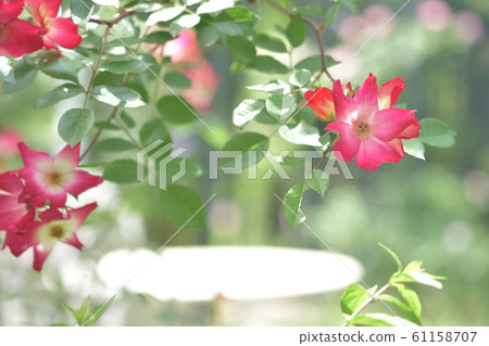 一朵紅玫瑰 61158707