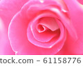 粉紅色的玫瑰 61158776