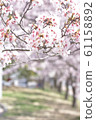 櫻花路 61158892