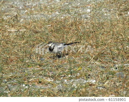 Wild bird of the village Hakusesukirei Wild bird of the village Hakusesukirei 61158901
