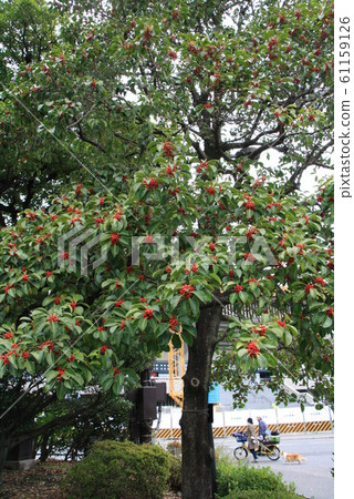 Kuroganaemochi 61159126