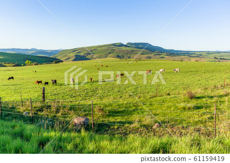 Farmlands Mountains Cattle Animals Summer 61159419