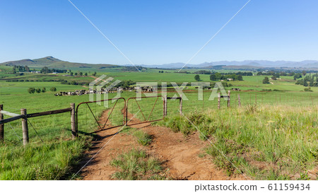 Farmlands Mountains Cattle Animals Summer 61159434