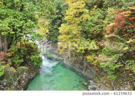 [長野縣]阿泰拉河谷的秋葉 61159633